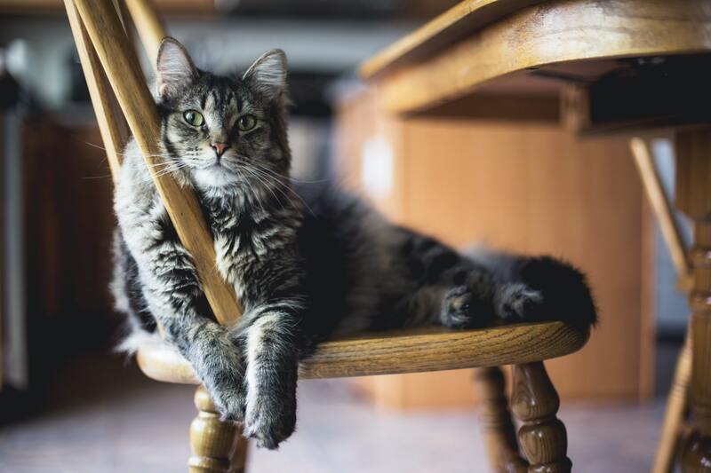 Feromonas para Gatos