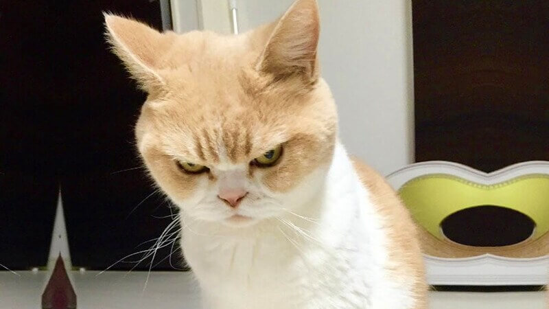 Gato dominante – Comportamiento y qué hacer