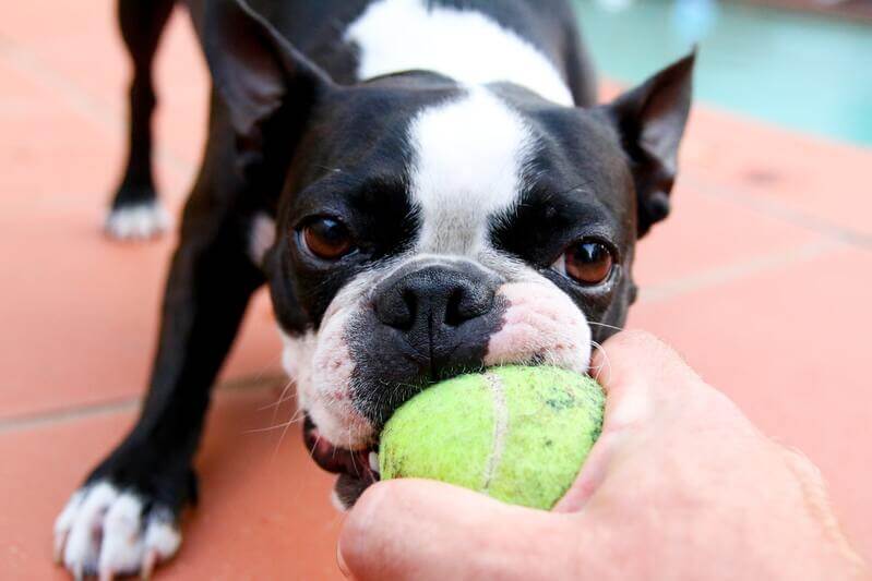 Mi perro juega muy brusco – ¿Por qué y qué hacer?