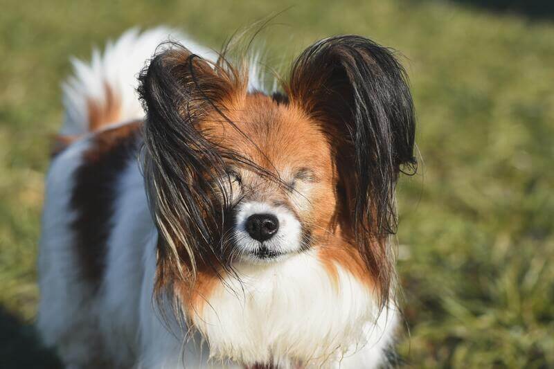 Los mejores accesorios para perros ciegos