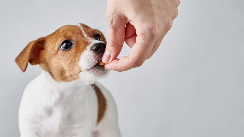 Vitaminas para Perros y Gatos