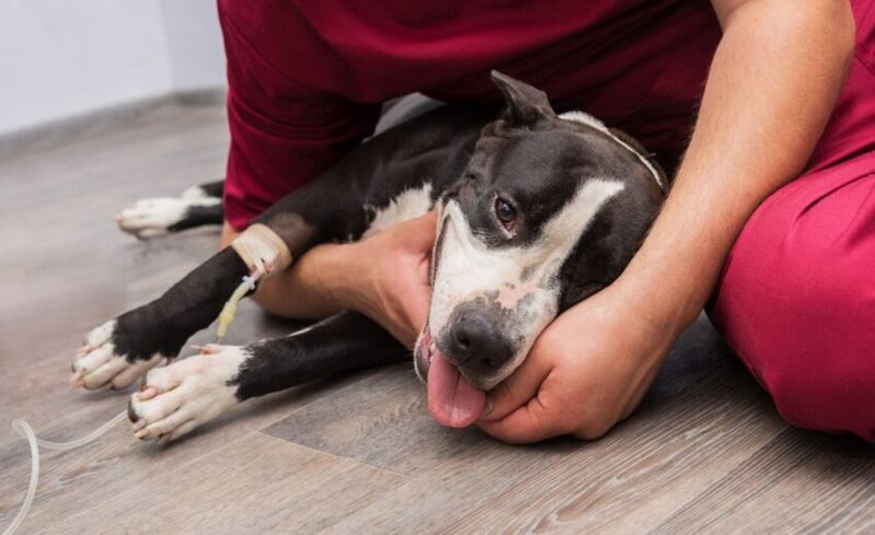 ¿Qué es el moquillo en Perros?