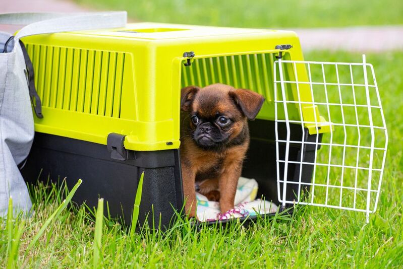 Cómo elegir el mejor transportín para tu perro | Guía de Compra