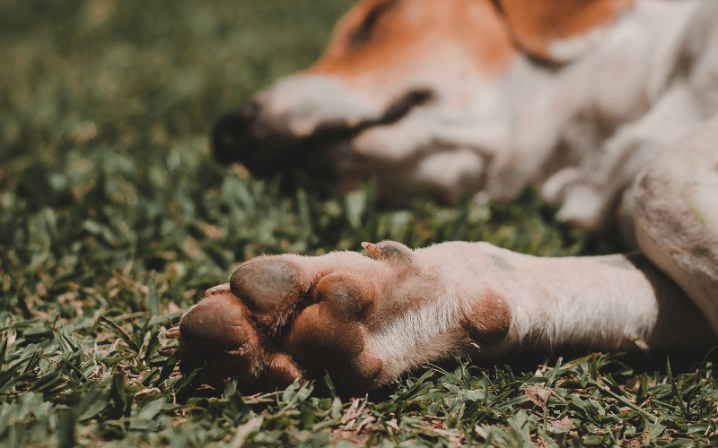 Heridas en Almohadillas de Perros: Causas y Tratamiento