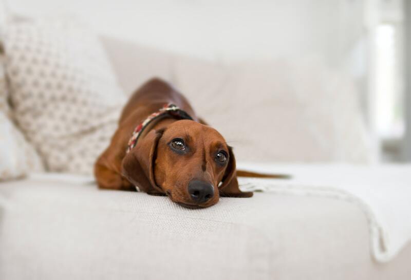 Qué es la Ataxia en Perros? Causas y cómo prevenirla