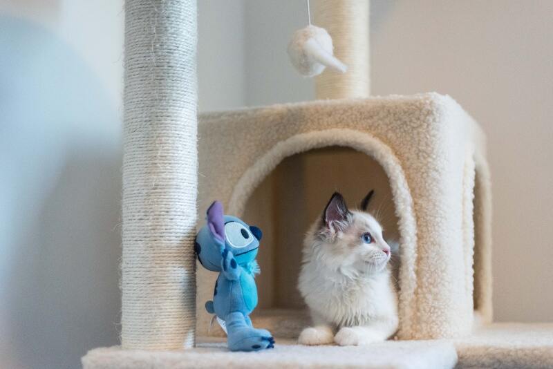 Los mejores rascadores para gatos