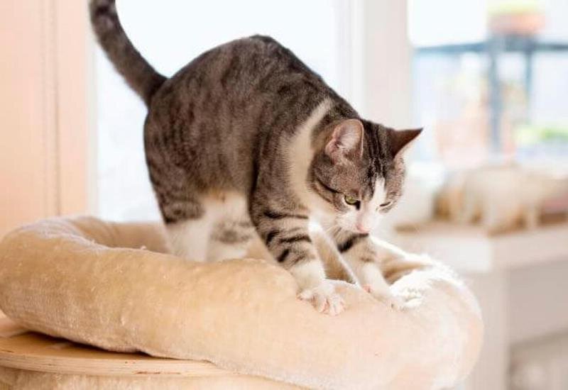 ¿Por qué los gatos amasan?