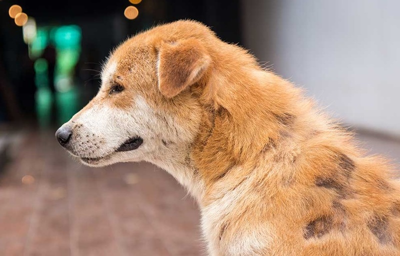 Caída del pelo en perros: Enfermedades, causas y tratamiento