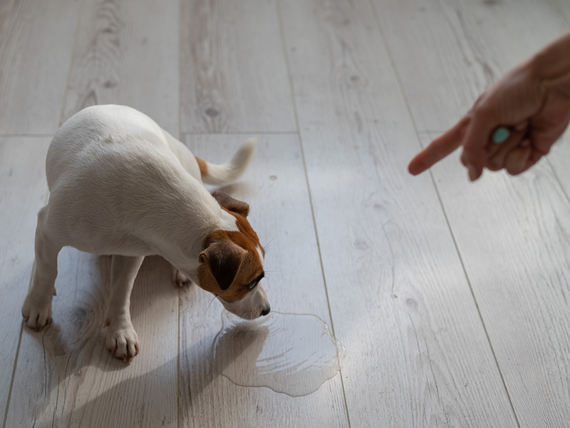 Incontinencia urinaria en Perros
