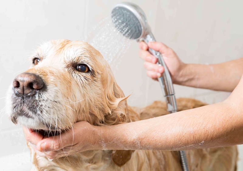 Tipos de champús según las necesidades específicas de cada perro