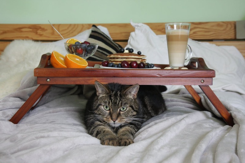 ¿Qué alimentos no pueden comer los gatos?