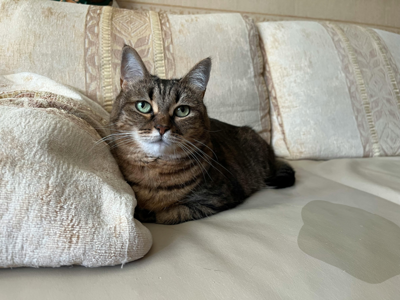 ¿Por qué mi gato se orina en el sofá y cómo podemos evitarlo?