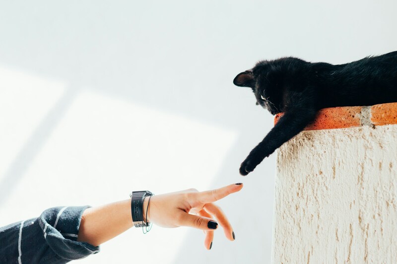 Entrenamiento básico para gatos: consejos prácticos para enseñarles comportamientos.