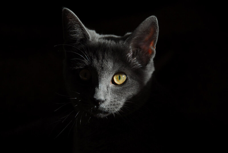 Anorexia en gatos: causas, síntomas y tratamiento