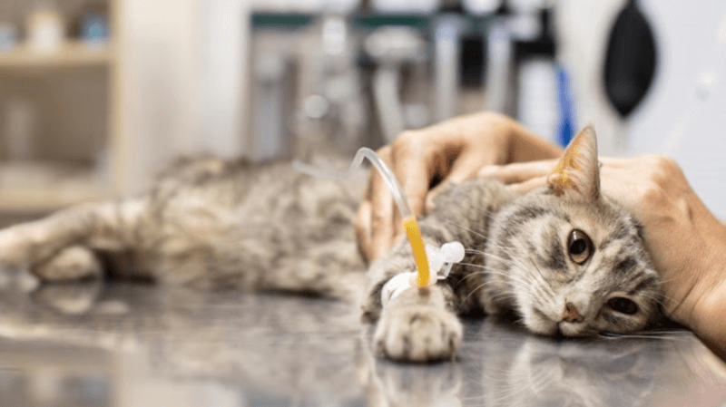 Lipidosis hepática en gatos
