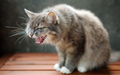 Mi gato tose como si tuviera algo en la garganta: causas y qué hacer