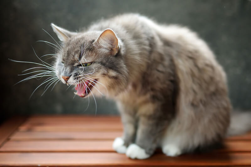 Mi gato tose como si tuviera algo en la garganta: causas y qué hacer