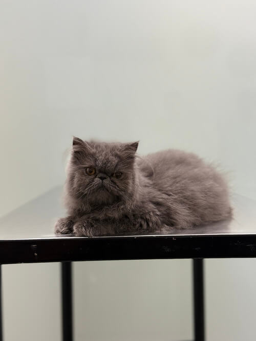 Gato Sefora Gato Sefora