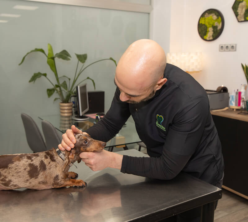 alfredo molina leiva cita veterinaria