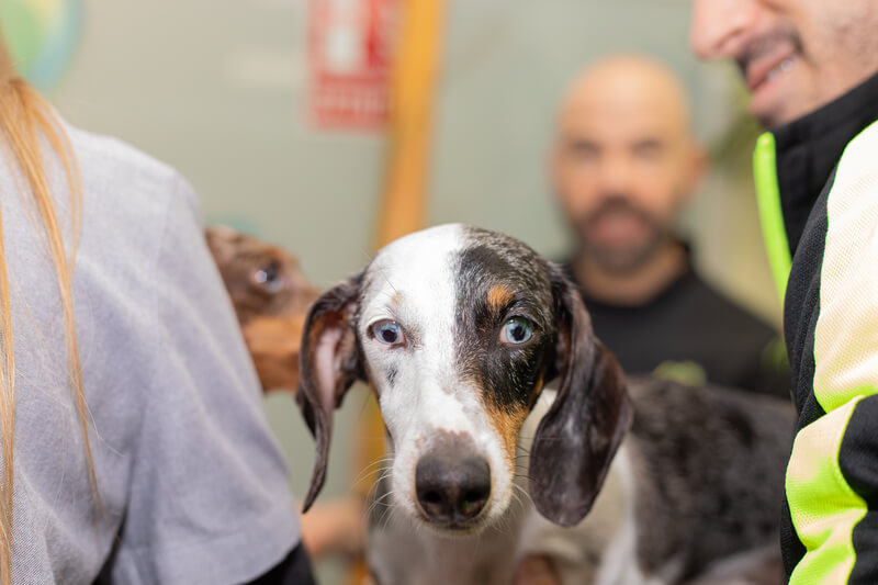 dermatologia veterinaria
