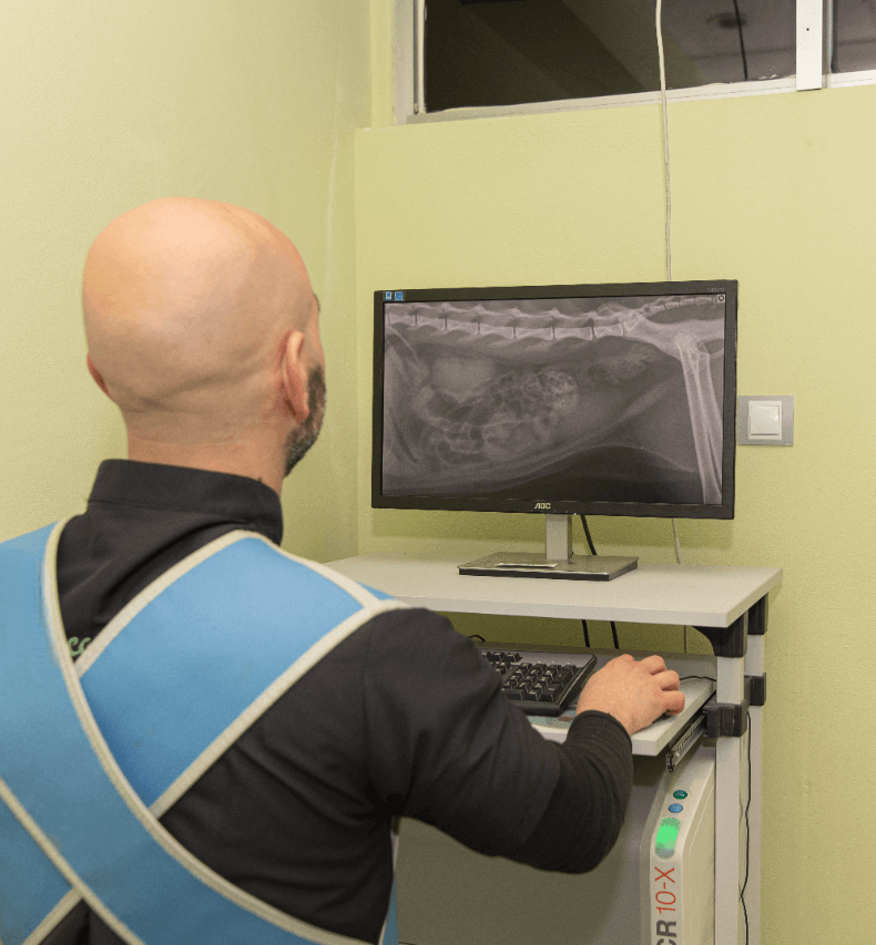 diagnostico por imagen veterinaria