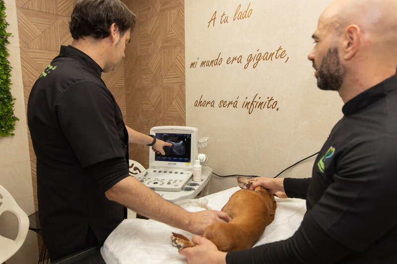 ecografia veterinaria