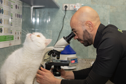 laboratorio veterinario