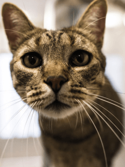 servicio dermatologia veterinaria